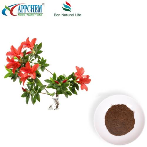 Dahurian Rhodoendron laufþykkni