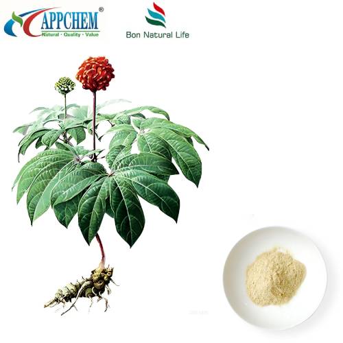 Notoginseng Radix Et Rhizoma þykkni