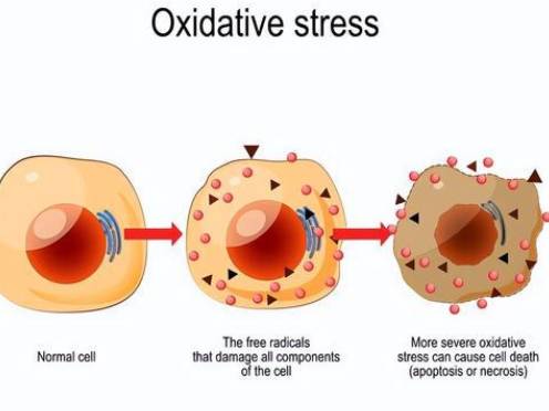 antioxidant property antioxidant property