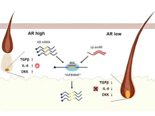 hair signaling pathway hair signaling pathway