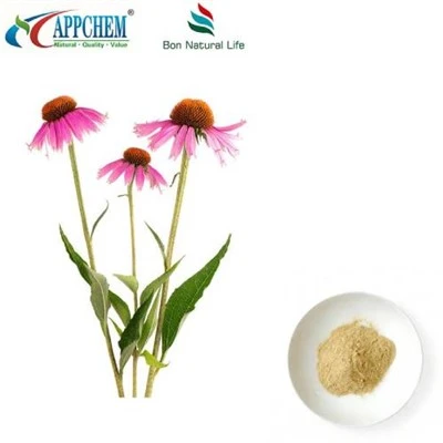 Echinacea Purpurea útdráttarduft